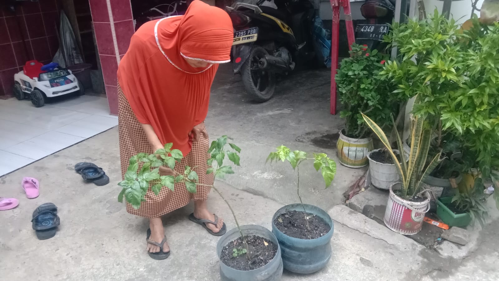 Ikuti Anjuran Bupati Warga Desa Pangkalan Kecamatan Losarang Menanam Bibit Cabai Dan Tomat