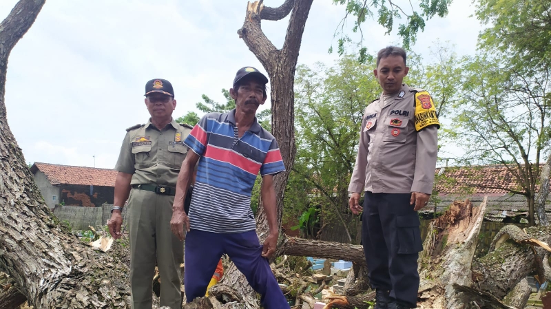 Bhabinkamtibmas Polsek Sindang Bantu Evakuasi Pohon Tumbang